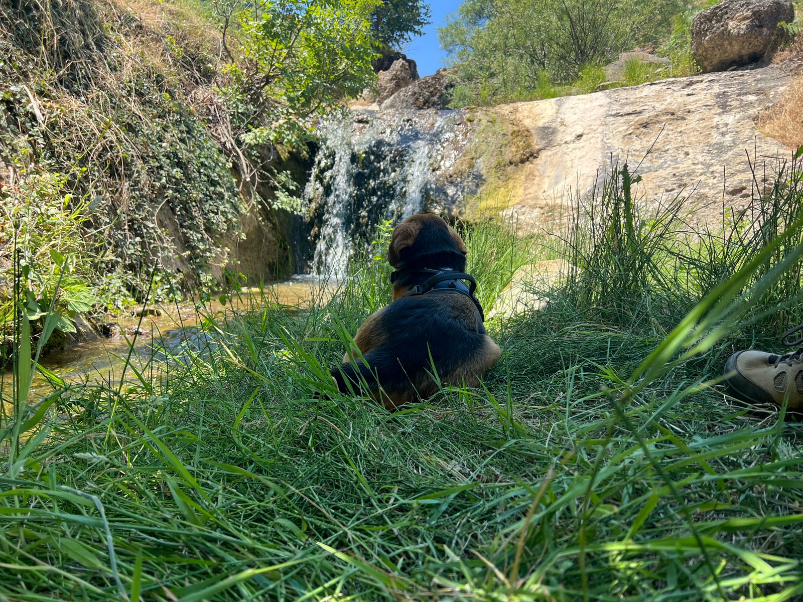 Dog sitting in the grass watching a small waterfall on an Albanian hiking trail