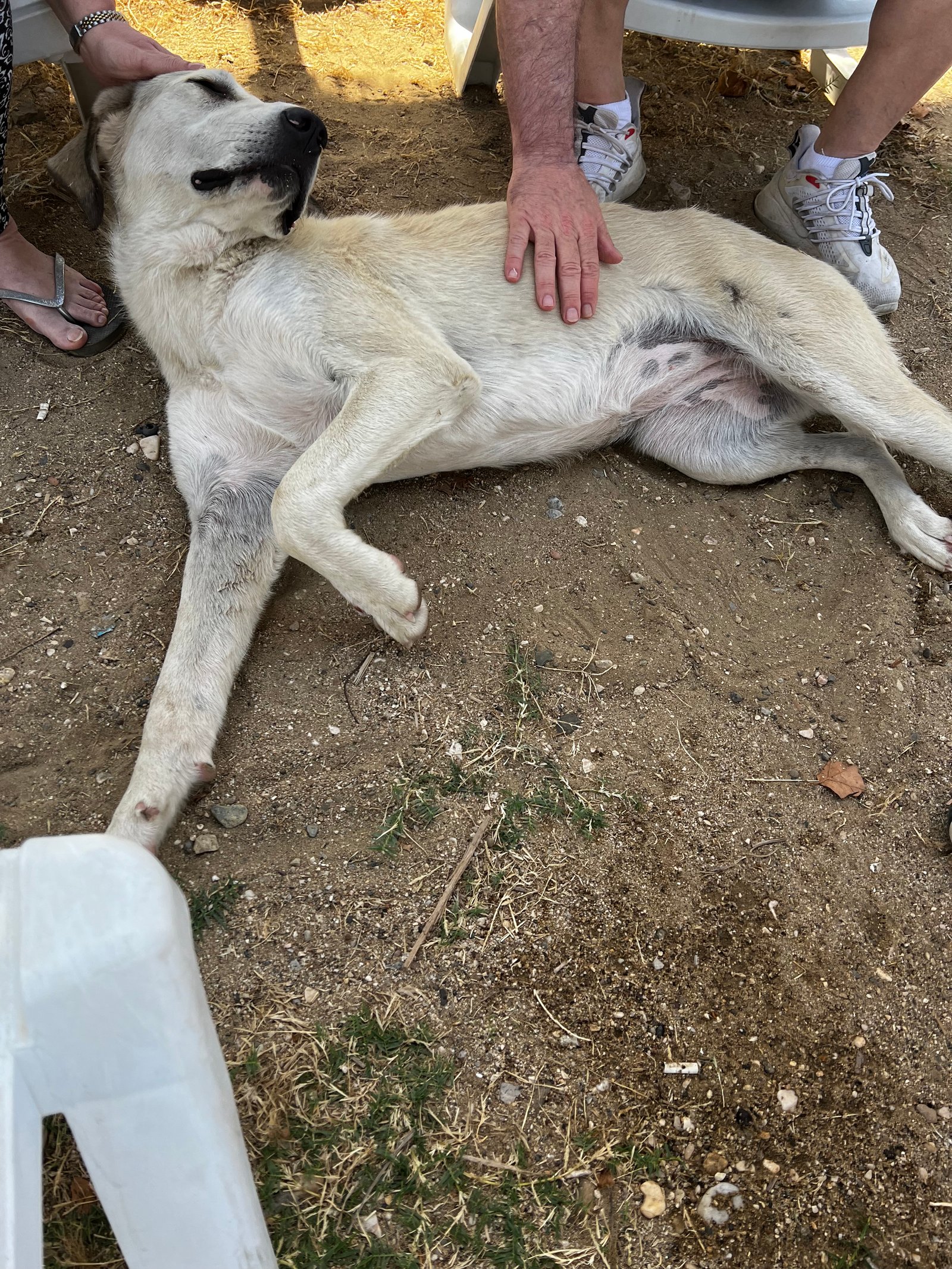 A relaxed stray dog rolling on its back being petted in Albania