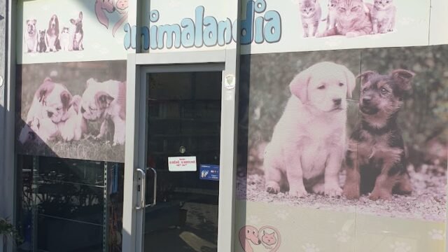 Animalandia pet shop and groomer grooming dog