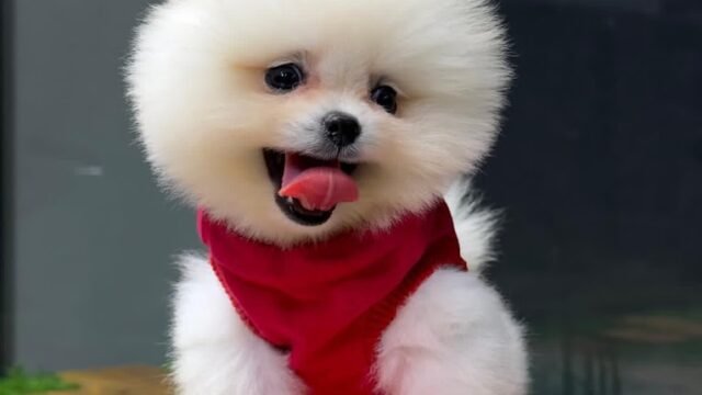 Little dogs getting groomed