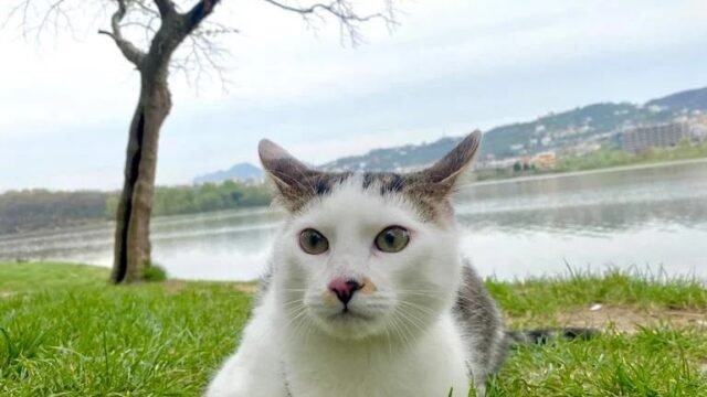 tirana pet home