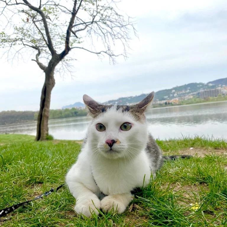 tirana pet home