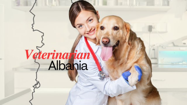 vet albania veterinarian clinic pet dogs cats er