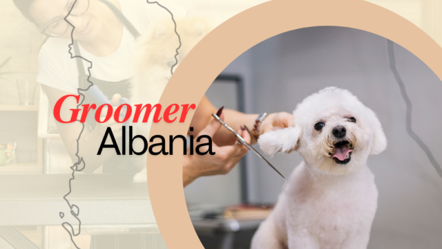 Groomer albania dog dogs pet groomers