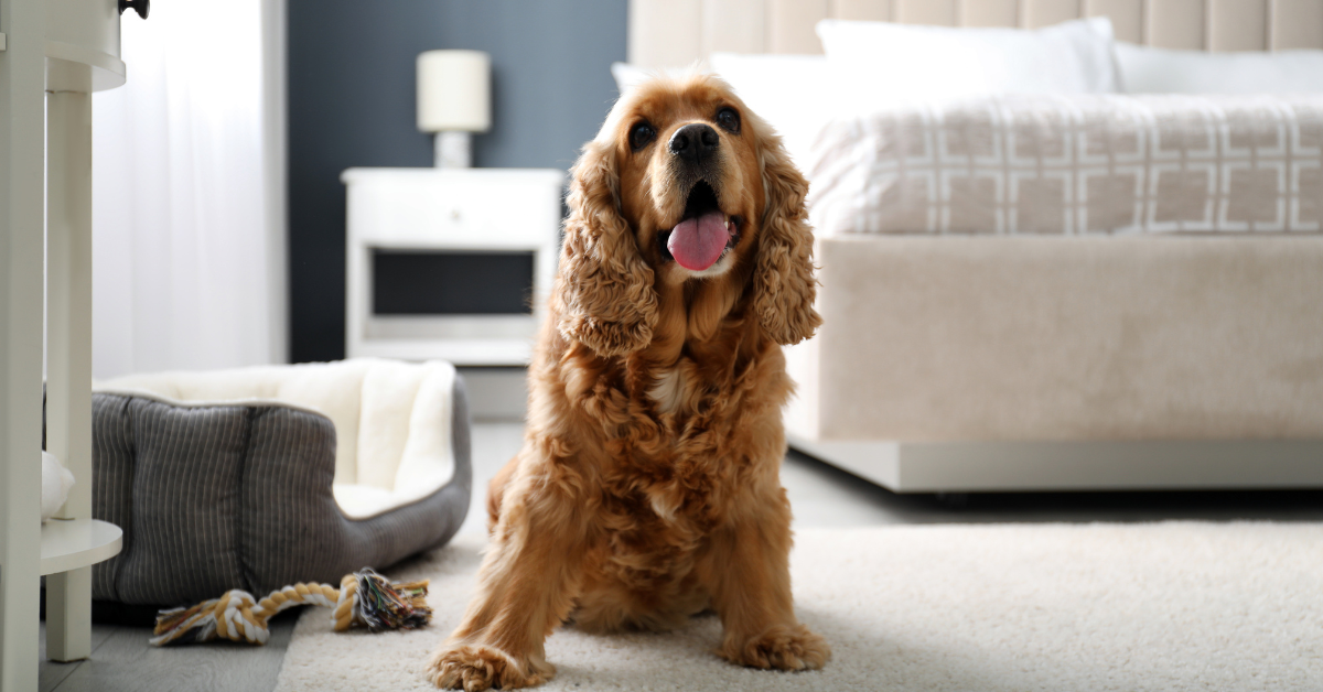 Top Pet-Friendly Accommodations in Albania