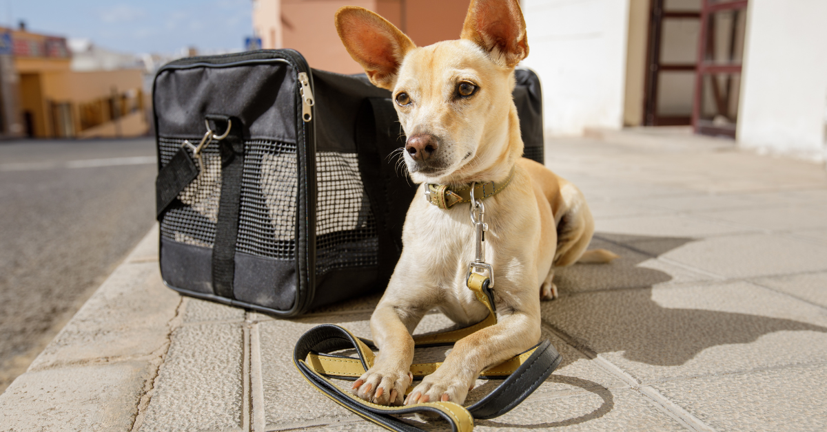 relocation relocating with pet to Europe moving